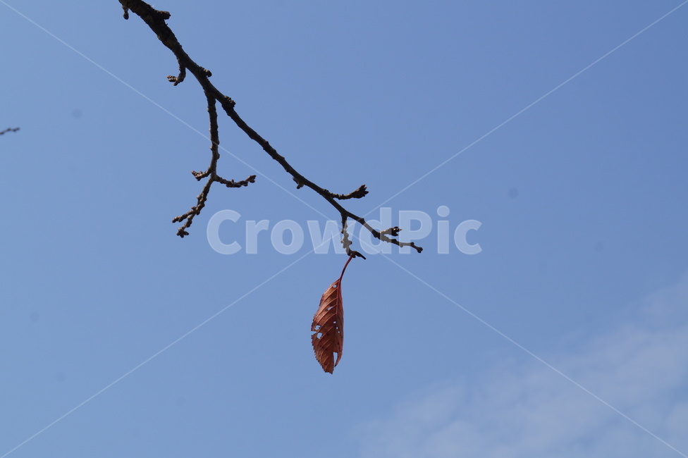 나뭇잎,나뭇가지,가지,나무,낙엽,쓸쓸함,fall,autumn,배경,백그라운드,잎사귀,잎,계절,감성,가을,계절,fall,autumn,season