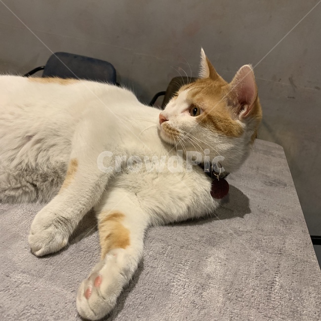 고양이,관심,멍,동물,카페,동물,animal,포유류,mammal,고양이,cat,kitten,kitty