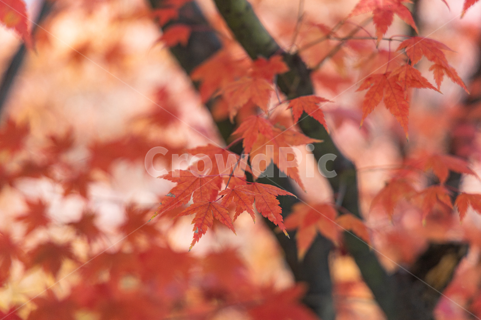 단풍,단풍잎,식물,나무,나뭇잎,가을,가을,계절,fall,autumn,season,자연,풍경,nature,landscape
