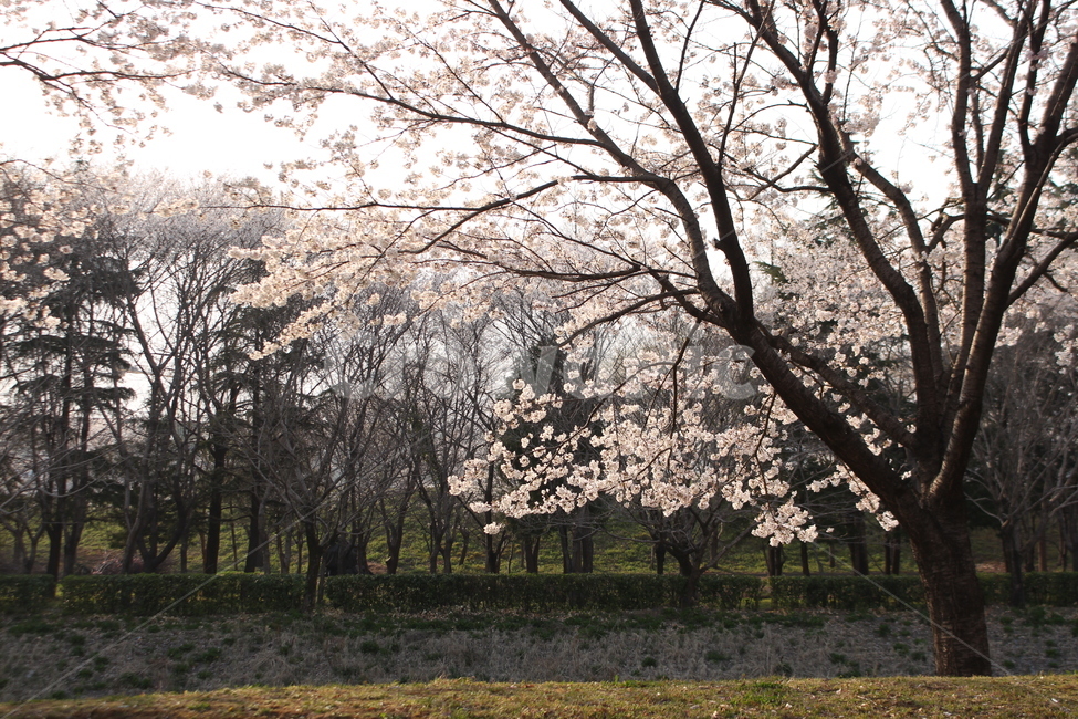봄,벚꽃나무,벚꽃,가좌천,꽃,강변,밝음,봄,계절,spring,season,식물,자연,plants,nature,나무,trees,wood,plant,blossom,flower
