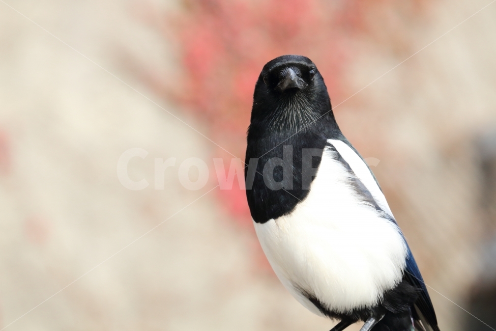 동물,조류,까치,새,설날,동물,animal,조류,새,birds