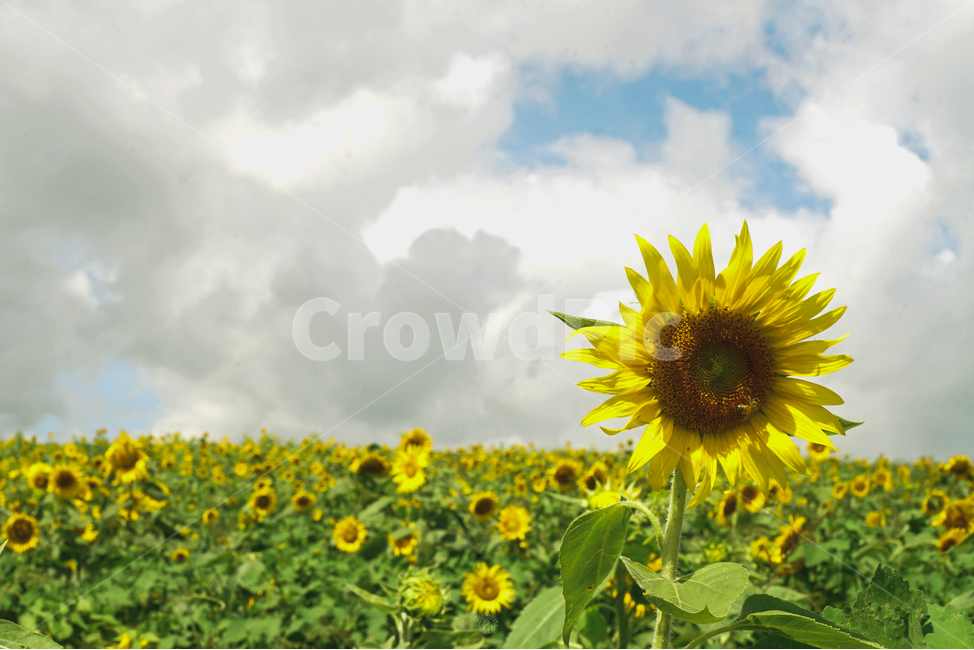 해바라기,하늘,여름꽃,여름,꽃,해바라기꽃,여름,계절,summer,season,자연,풍경,nature,landscape,식물,plants,꽃,flower,plant,blossom