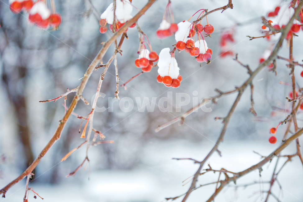 나무,과일,체리,겨울,눈,풍경,나뭇가지,빨강색,tree,winter,snow,cold,red,cherry,겨울,계절,winter,season,식물,자연,plants,nature,나무,trees,wood,과일,열매,fruit