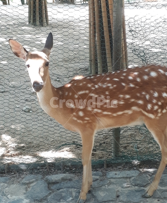 animal,동물,mammal,포유류,사슴,deer,야생생물,wildlife,antelope,영양,동물,animal