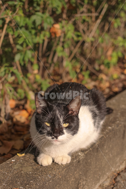 동물,고양이,cat,animal,길냥이,동물,animal,포유류,mammal,고양이,cat,kitten,kitty