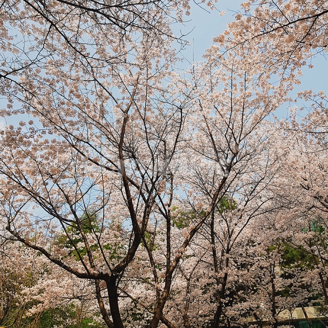 봄,벚꽃,풍경,나무,분홍색,핑크,식물,분홍,봄,계절,spring,season,자연,풍경,nature,landscape,plant