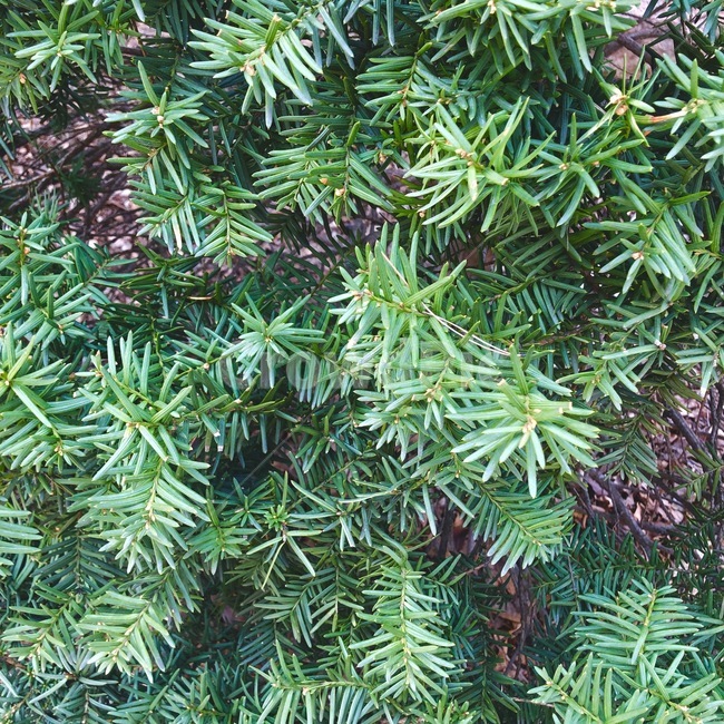 소나무,나무,자연,풀,nature,tree,초록,식물,식물,자연,plants,nature