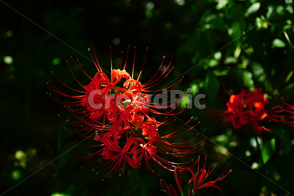 꽃무릇,꽃,식물,플라워,flower,자연,nature,plants,9월,가을,fall,autumn,september,꽃밭,화단,closeup,접사,매크로,마크로,macro,꽃사진,가을꽃,식물,자연,plants,nature,꽃,flower