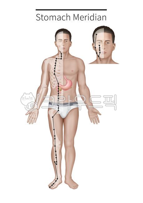 12경락,한의학,인체,경락그림,족양명위경,위장경락