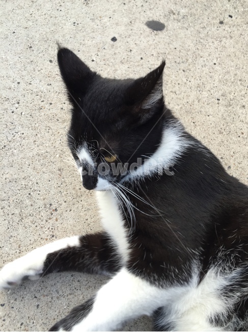 pet,애완동물,animal,동물,cat,고양이,mammal,포유류,manx,kitten,고양이새끼