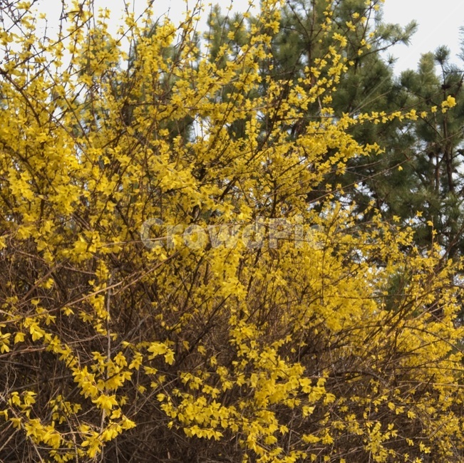 꽃,봄,개나리,식물,자연,풍경,계절,봄,계절,spring,season,식물,자연,plants,nature,꽃,flower,plant,blossom