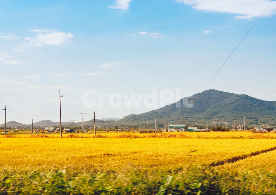 농촌,추수,가을,벼,풍년,시골,풍경,농사,벼이삭,시골,마을,풍경,landscape,country,rural,town,산업,industry,industrial,농업,농사,agriculture,farming,farming industry