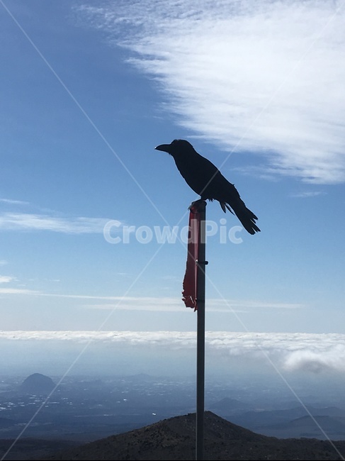 까마귀,새,bird,carrioncrow,하늘,구름,산,정상,풍경,조류,쓸쓸한,외로운,lonely,사색