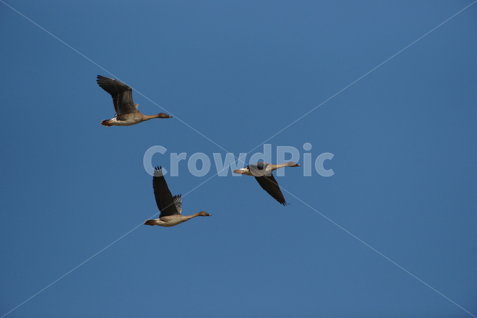 기러기,철새,천수만,조류,비행,동물,animal,조류,새,birds