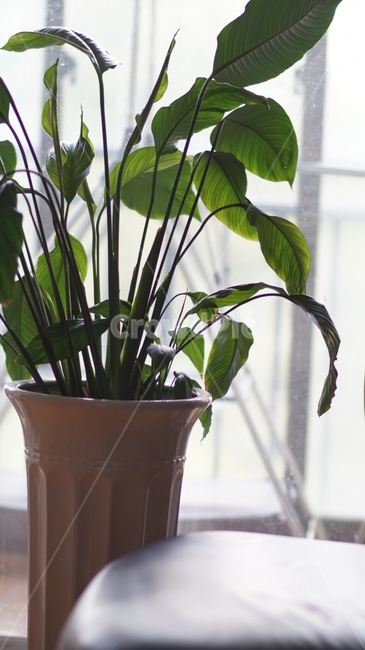 인테리어,식물,초록,감성,화분,집,거실,식물,자연,plants,nature,실내용화초,화분,화초,house plant,인테리어,실내디자인,interior design
