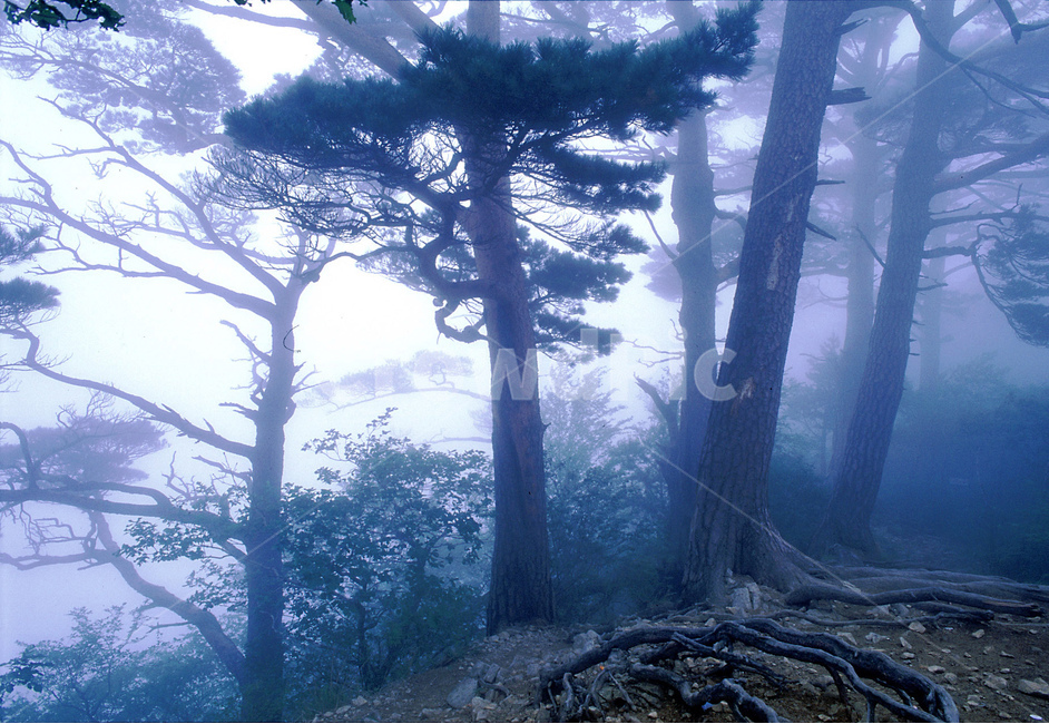 atmosphere,pine tree,smoky,color,strength,blue tone,hazy,dreamy,healing,dawn fog,tree trunk,tree bark,native,vitality,in the mountains,root,weather,lyrical,Emotion,Fog,picturesque,faint,foggy,pinetree,art,dimly,tree,oriental,artistic,pine needles,feeling,