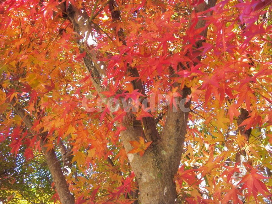 단풍,가을,산,그리움,추억,가을,계절,fall,autumn,season,leaf,잎,plant,식물,tree,나무,maple