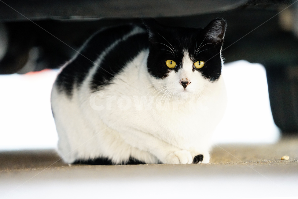 고양이,길고양이,길냥이,야옹이,냐옹이,냥냥이,반려묘,애완묘,반려동물,애완동물,야생동물,펫,캣,mammal,animal,pet,cat,동물,animal,포유류,mammal,고양이,cat,kitten,kitty