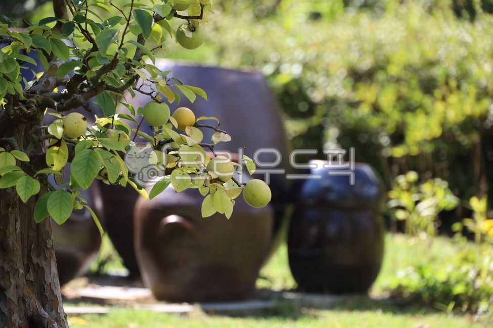 Jangdok,Jangdokdae,Apple,Apple tree,Green,Korean tradition