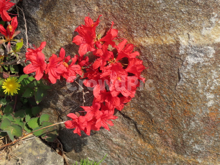 바위,철쭉,식물,레드,빨강,아름다움,탄생,자연,돌,rock,azalea,plants,red,beauty,nature,stone