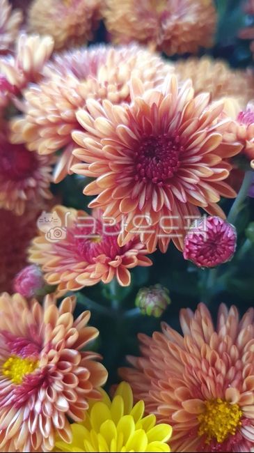 국화,국화과,여러해살이풀가운데하나,관상용,독특한냄새향기,가을,다양한여러품종,추국,특이한색깔,여러색,엽록체,광합성,녹색,노란,분홍,빨간,흰색,보라,계절,자연,야생,오후,향기