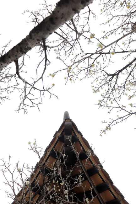 봄,벚꽃,매화,cherryblossoms,plant,식물,자연,spring