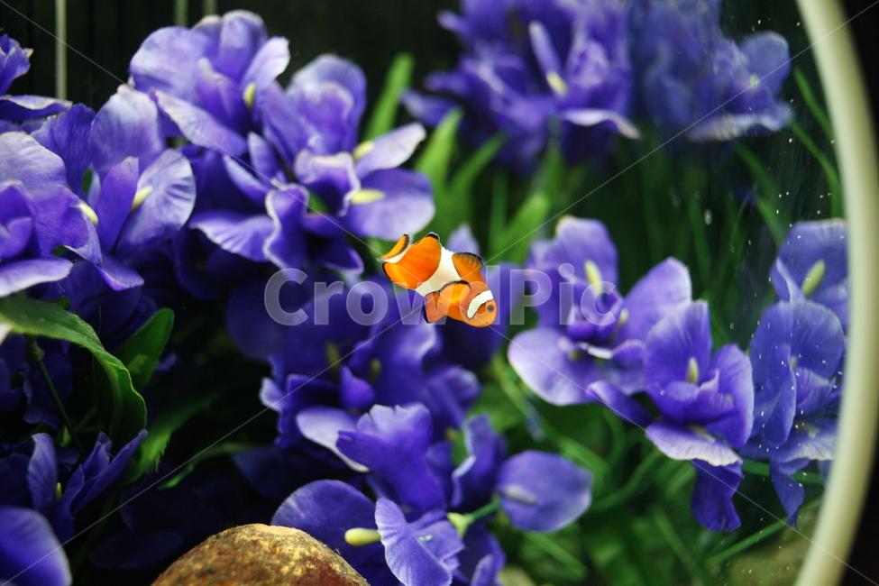 꽃,flower,니모,흰동가리,물고기,fish