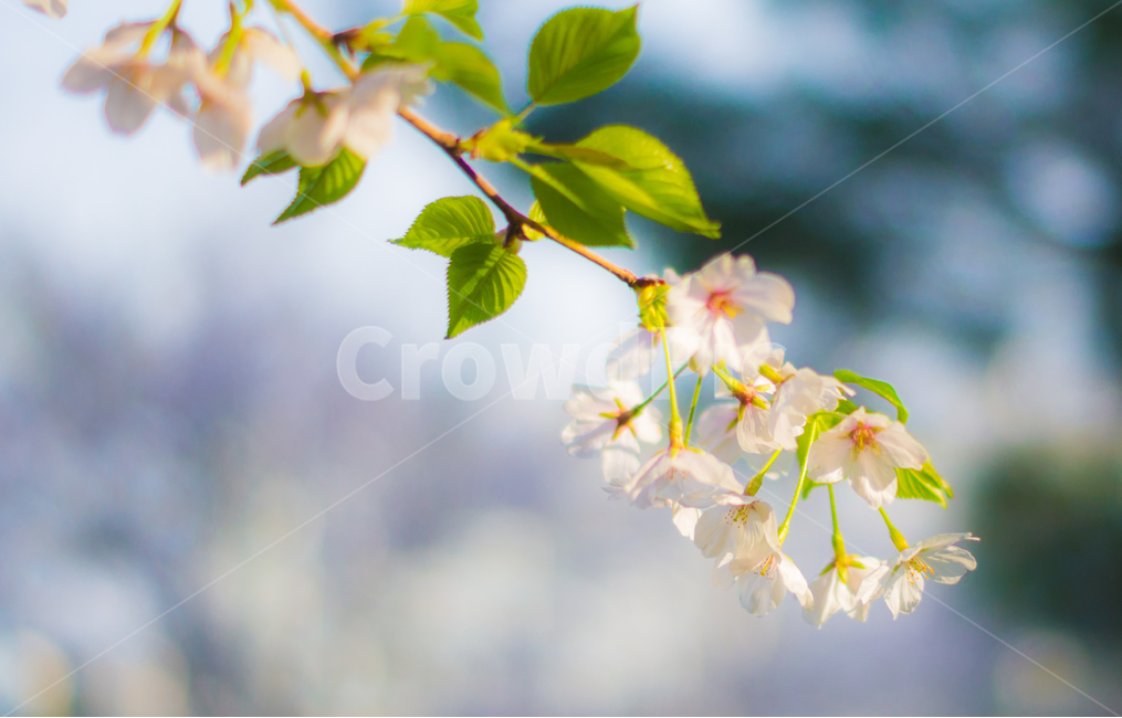 벚꽃,봄,핑크,꽃,식물,나무,벚꽃나무,꽃놀이,계절,season,wood,plant,nature,자연,landscape,flower,flowers,pink,spring,blossom,sherryblossom,하늘,봄,계절,spring,season,식물,자연,plants,nature,꽃,flower