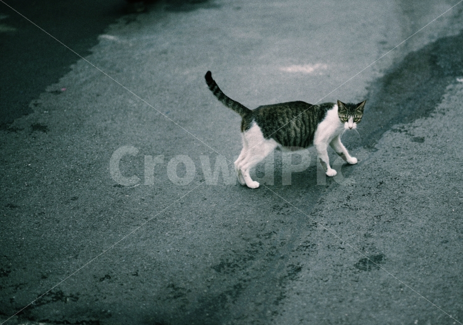동물사진,감성사진,도시풍경,여름,색감,일상,동물,animal,포유류,mammal,고양이,cat,kitten,kitty,감성,sensible,feeling