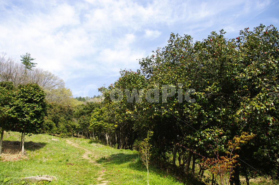 동백나무,동백꽃,꽃,flower,계절,봄,spring,하늘,구름,숲,자연,풍경,nature,landscape,field,들,grassland,목초지,outdoors,옥외