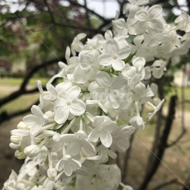 라일락,자연물,꽃,하얀꽃,향기,식물,자연,plants,nature,꽃,flower