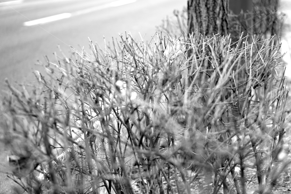 겨울,나무,흑백,빈티지,추상,식물,자연,plants,nature,나무,trees,wood,흑백,모노톤,monochrome,black and white