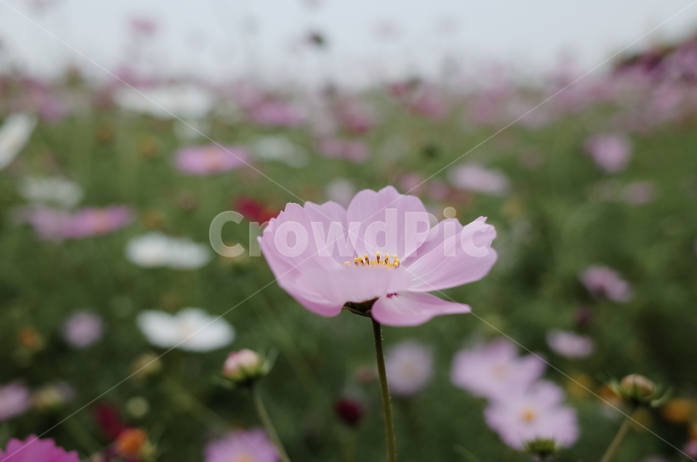 코스모스,가을,꽃,자연,숲,공원,10월,가을,계절,fall,autumn,season,plant,식물,blossom,geranium,제라늄,flower