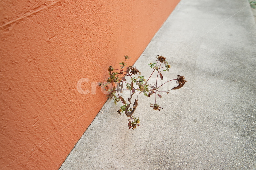 꽃,들꽃,길,모퉁이,회색,주황색,flowers,wildflowers,road,corners,grey,orange