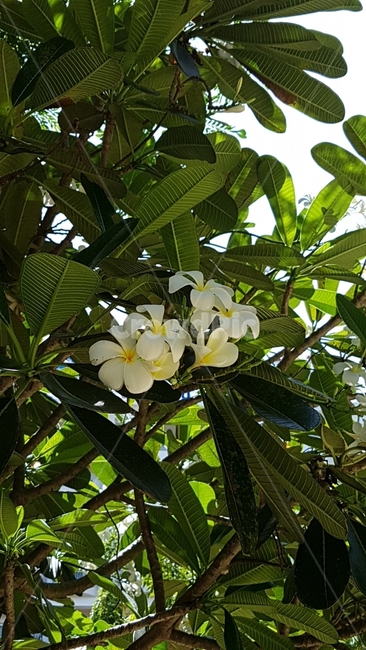 휴양,꽃,세부,식물,자연,식물,자연,plants,nature,꽃,flower