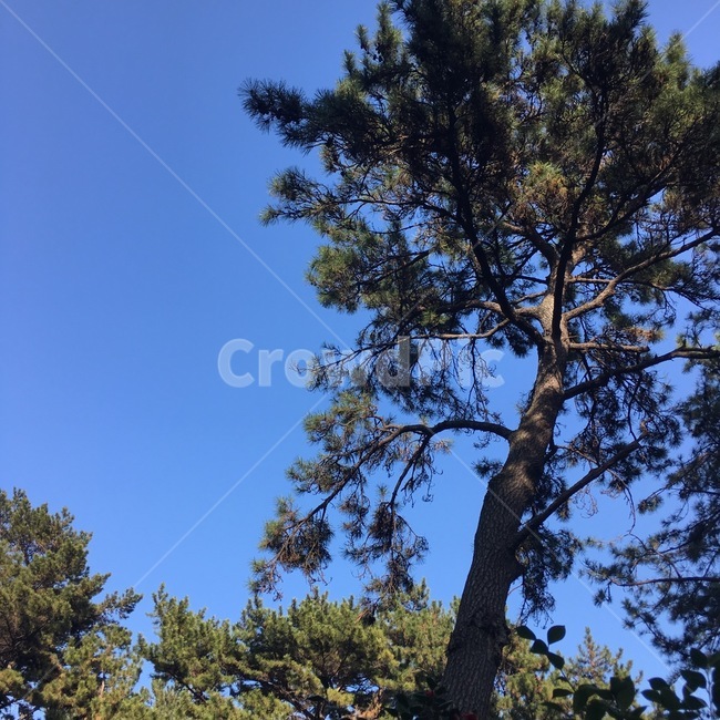 소나무,하늘,나무감성,힐링,휴식,식물,자연,plants,nature,나무,trees,wood