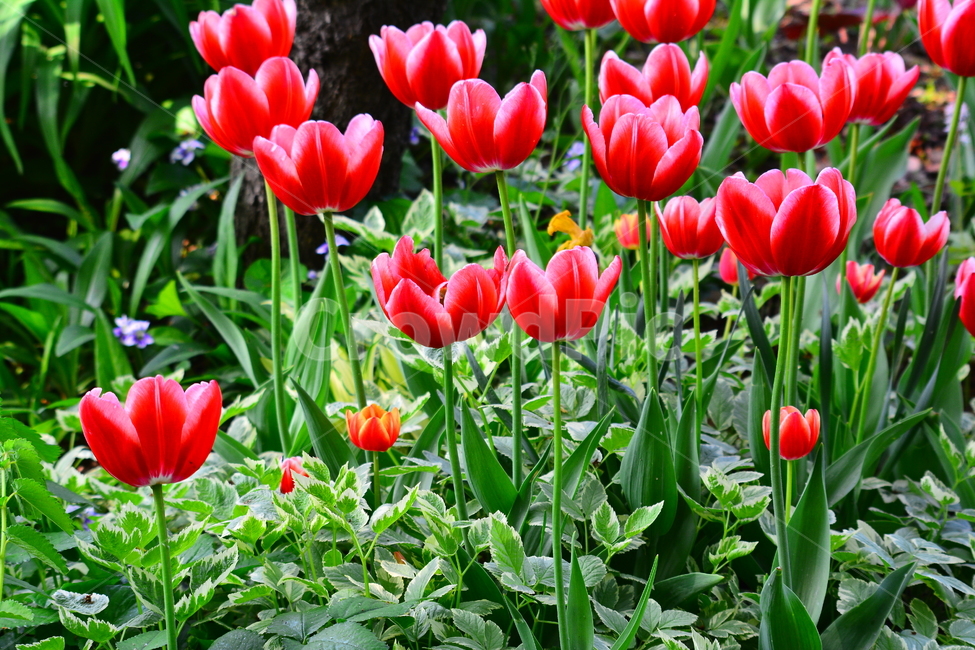 튤립,봄꽃,tulip,봄이미지,봄날,spring,튤립축제,구근식물,flowers,식물,아름다운,공원,꽃축제,배경,바탕,beautiful,예쁜,화려한,가든,화단,정원,garden,레드,빨강색,봄,계절,spring,season,식물,자연,plants,nature,꽃,flower,plant,blossom
