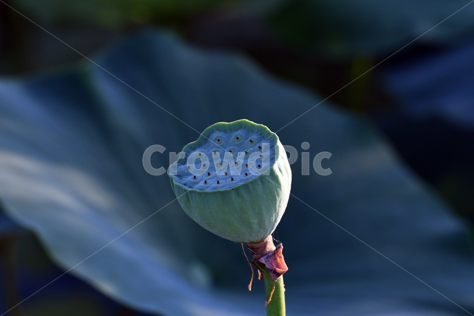 연못,수련,식물,자연,여름,정원,푸르른,물,수경식물,연못가,연못정원,plants,nature,연,연꽃,힐링,flower,감성,연잎,식물,자연,plants,nature