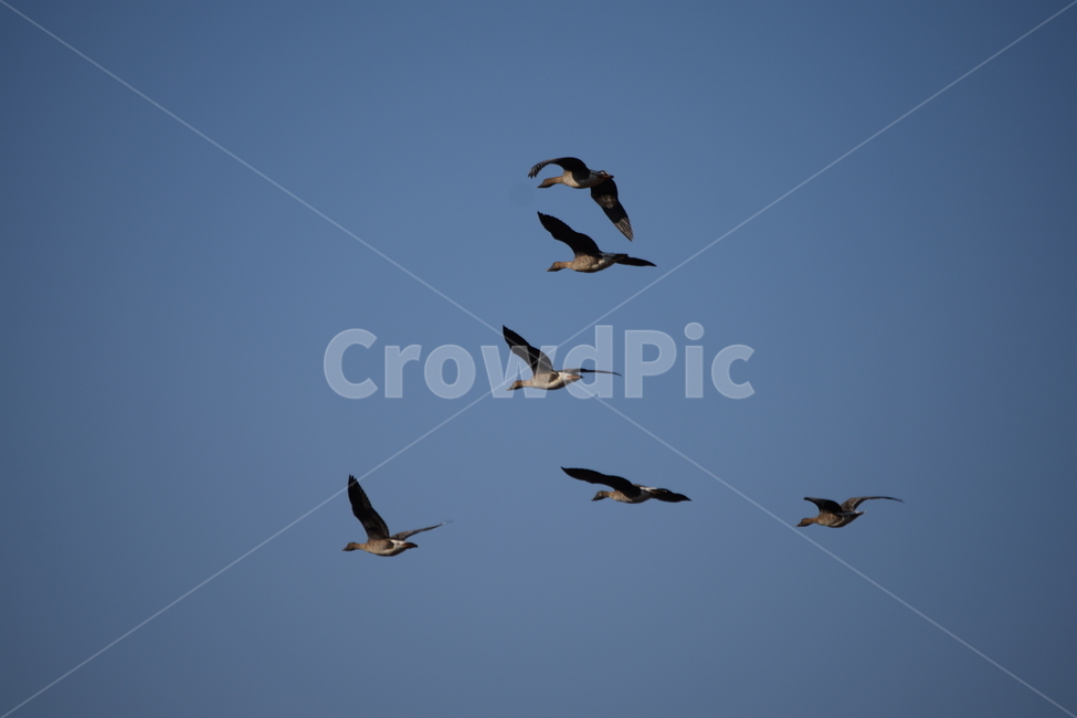 기러기,철새,겨울,겨울철새,비행,새,조류,하늘,동물,animal,조류,새,birds