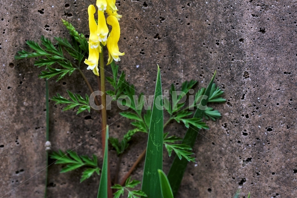 봄,봄꽃,산괴불주머니,노랑색,주머니모양,corydalisspeciosa,식물,자연,야생화,괴불주머니