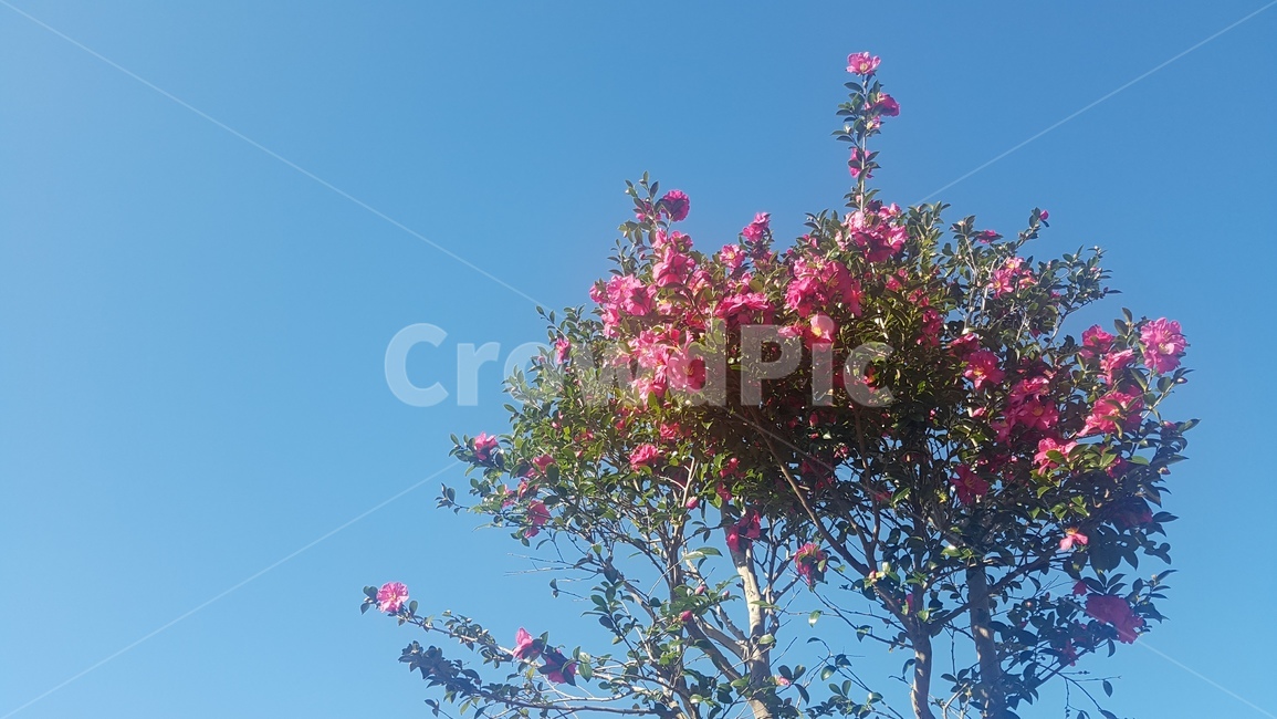 겨울꽃,동백꽃,동백나무,겨울동백,꽃,camellia,flower,sky,맑은날,화창한날씨,계절,야외,outdoors,plant,식물