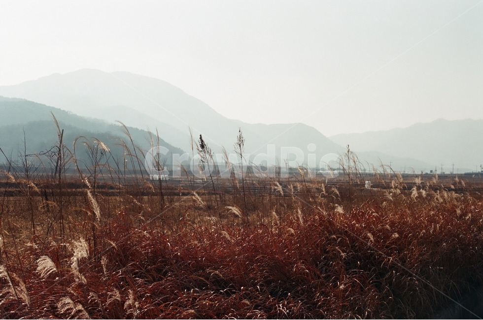갈대,가을,밭,논,자연풍경,감성,감정,landscape,feeling,emotion,자연,풍경,nature,landscape,시골,마을,country,rural,town,감성,sensible,feeling,outdoors,옥외