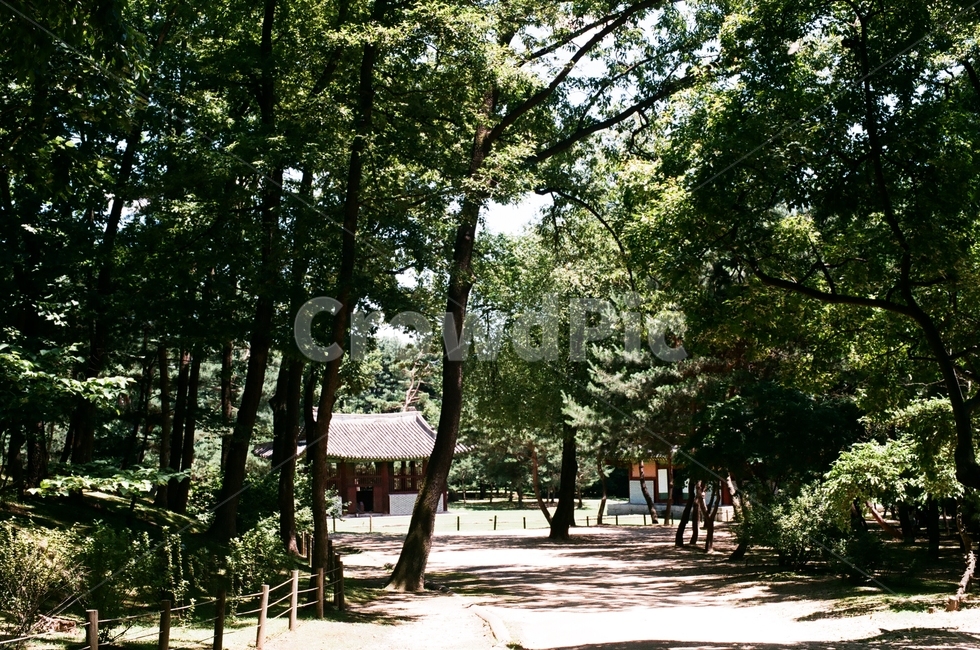 초록,풀,산책길,나무,초록나무,그림자,기와,자연,풍경,nature,landscape,outdoors,옥외,garden,정원,arbour,정자