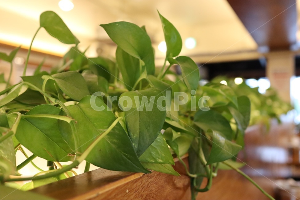 풀,잎사귀,조명,감성,화분,생활,실내,힐링,무드,feeling,flowerpot,mood,초록,녹색,green,식물,자연,plants,nature