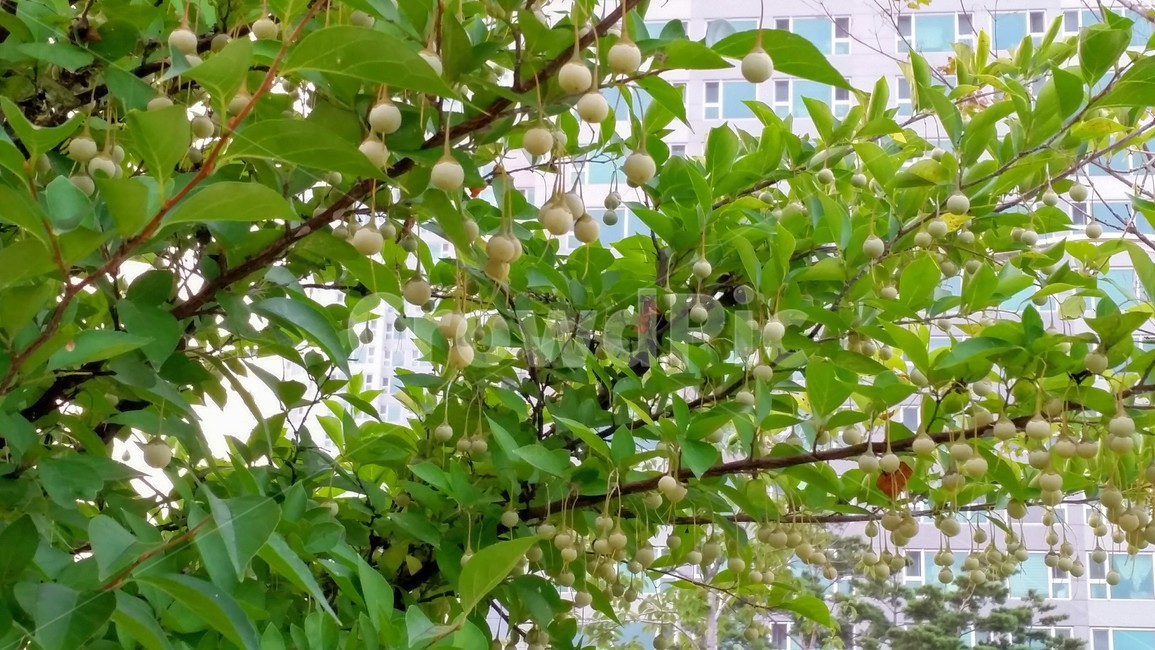 plant,식물,fruit,과일,나무,열매,과일,열매,fruit