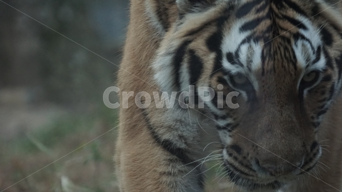tiger,호랑이,animal,동물,wildlife,야생동물,mammal,포유류,동물원,동물,animal,포유류,mammal