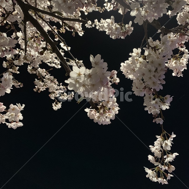 봄,봄꽃,꽃,벚꽃,풍경,자연,감성,감성사진,봄,계절,spring,season,plant,식물,blossom,flower