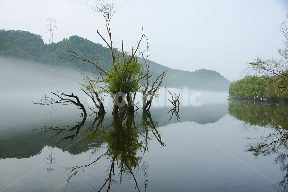 물안개,금강,대청댐,신선한아침,나무,자연,풍경,nature,landscape,한국자연풍경,한국자연경관,korea nature landscape,water,물,land,땅,outdoors,옥외,weather,날씨