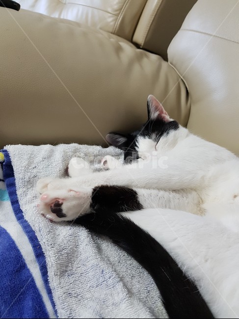 고양이,검정,흰색,검은색꼬리,핑크색코,발톱,동물,animal,포유류,mammal,고양이,cat,kitten,kitty