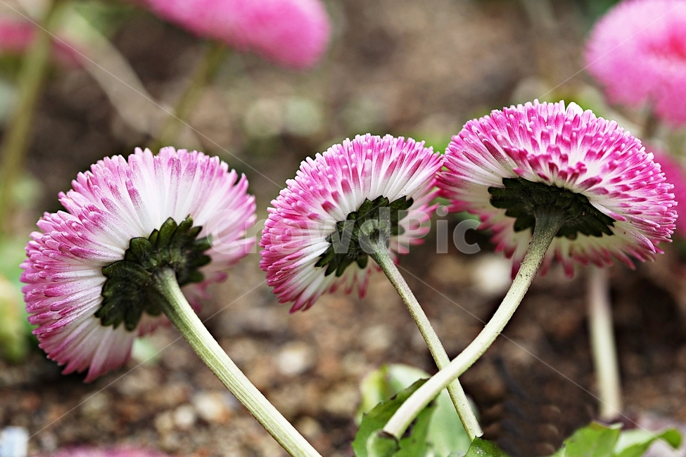 봄꽃,꽃,식물,자연,공원,배경,식물,자연,plants,nature,꽃,flower